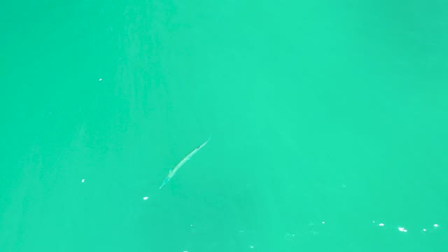 DREAMS LOS CABOS BCS MEXICO-2021: A Slender Fish Swimming in Clear Turquoise Water