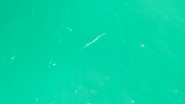 DREAMS LOS CABOS BCS MEXICO-2021: Slender Fish Swimming in Turquoise Water