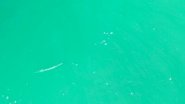 DREAMS LOS CABOS BCS MEXICO-2021: A Long Fish Swimming in Clear Turquoise Water