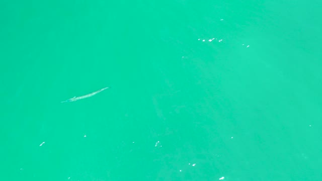 DREAMS LOS CABOS BCS MEXICO-2021: Slender Fish Swimming in Turquoise Water