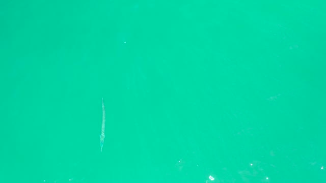 DREAMS LOS CABOS BCS MEXICO-2021: Small Fish Swimming in Clear Turquoise Water