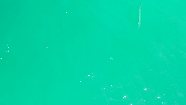 DREAMS LOS CABOS BCS MEXICO-2021: Small Fish and Long Object in Turquoise Water
