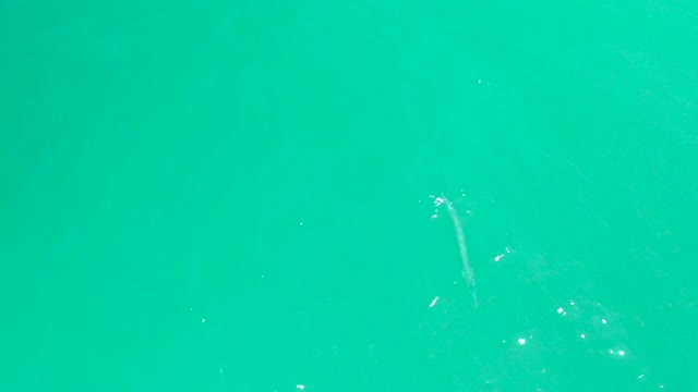 DREAMS LOS CABOS BCS MEXICO-2021: Small Fish Swimming in Clear Turquoise Water