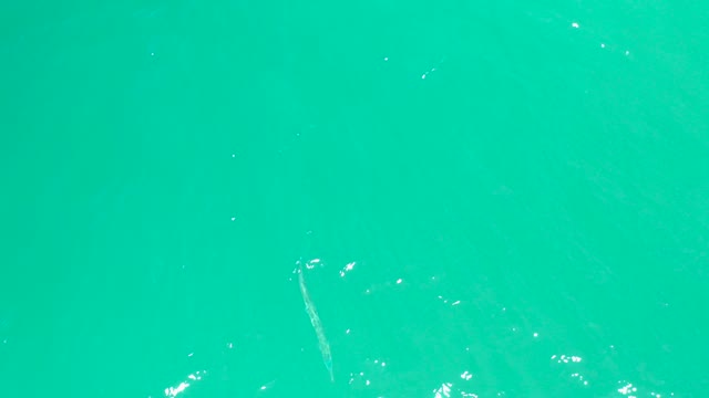 DREAMS LOS CABOS BCS MEXICO-2021: Overhead View of a Fish Swimming in Clear Turquoise Water