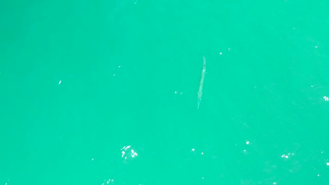 DREAMS LOS CABOS BCS MEXICO-2021: Long Fish Swimming in Clear Turquoise Water