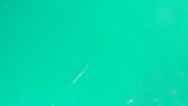 DREAMS LOS CABOS BCS MEXICO-2021: Small Fish Swimming in Clear Turquoise Water