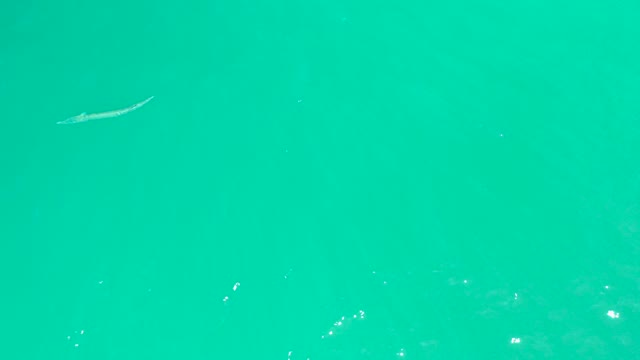 DREAMS LOS CABOS BCS MEXICO-2021: Small Fish Gliding Through Clear Turquoise Water