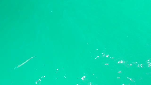DREAMS LOS CABOS BCS MEXICO-2021: Long Thin Fish Swimming in Clear Turquoise Water