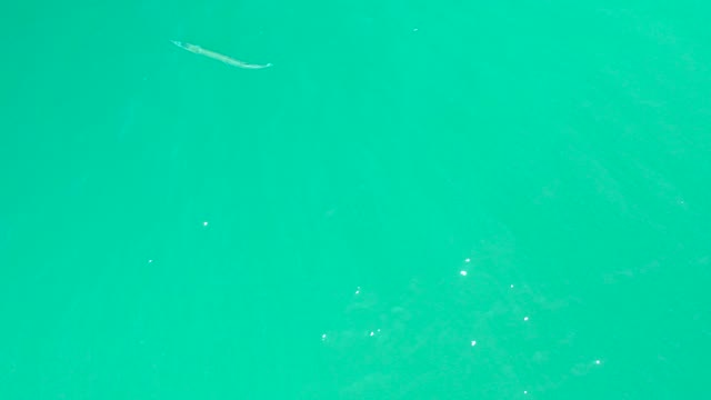 DREAMS LOS CABOS BCS MEXICO-2021: Small Fish Swimming in Turquoise Water