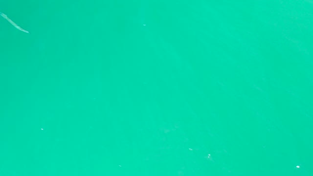 DREAMS LOS CABOS BCS MEXICO-2021: Fish Swimming in Clear Turquoise Water From Above