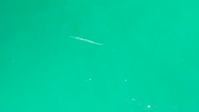 DREAMS LOS CABOS BCS MEXICO-2021: Long Fish Swimming in Turquoise Water From Above