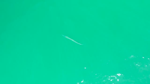 DREAMS LOS CABOS BCS MEXICO-2021: A Small Fish Gliding Through Clear Turquoise Water