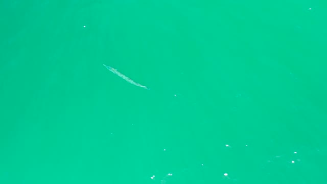 DREAMS LOS CABOS BCS MEXICO-2021: Fish Swimming in Clear Turquoise Water From Above