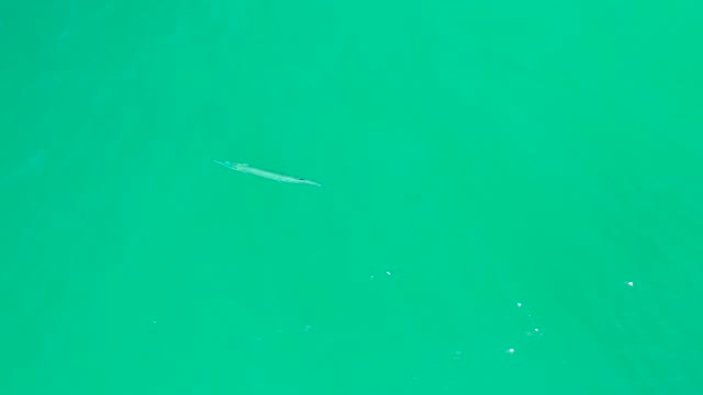 DREAMS LOS CABOS BCS MEXICO-2021: Long Fish Swimming in Clear Turquoise Water From Above