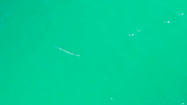 DREAMS LOS CABOS BCS MEXICO-2021: Eel Swimming in Clear Turquoise Water