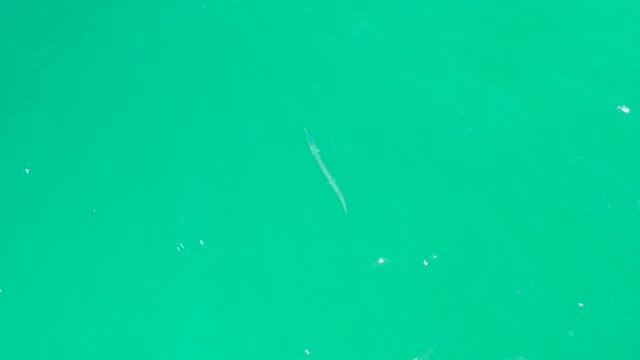 DREAMS LOS CABOS BCS MEXICO-2021: Small Fish Swimming in Clear Turquoise Water