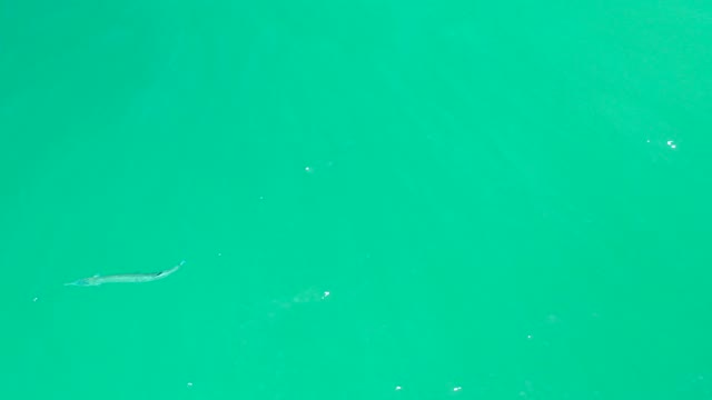 DREAMS LOS CABOS BCS MEXICO-2021: Small Fish Swimming in Clear Turquoise Water