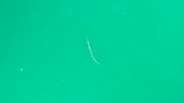 DREAMS LOS CABOS BCS MEXICO-2021: Small Fish Swimming in Turquoise Water