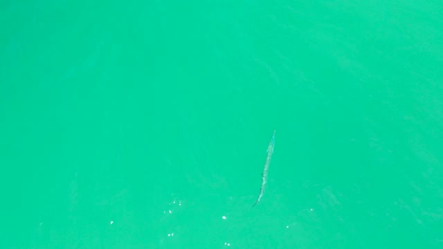 DREAMS LOS CABOS BCS MEXICO-2021: Fish Swimming in Turquoise Water From Overhead