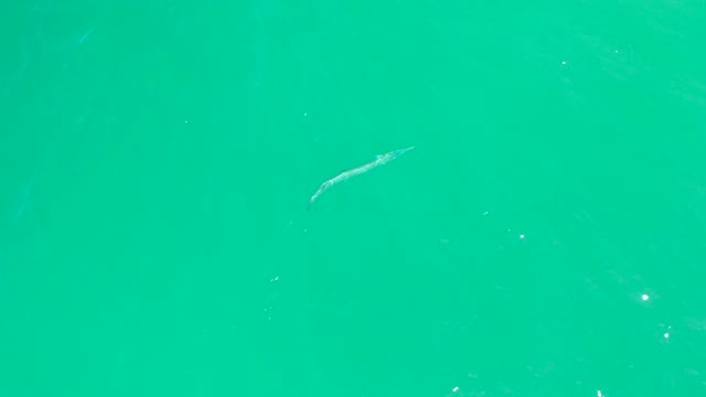 DREAMS LOS CABOS BCS MEXICO-2021: Small Fish Gliding in Clear Turquoise Water