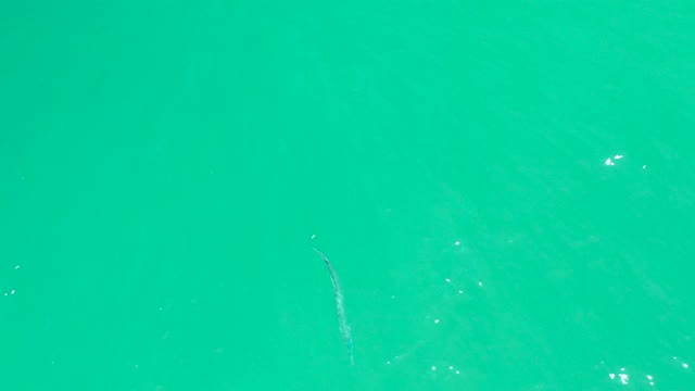 DREAMS LOS CABOS BCS MEXICO-2021: Small Fish Swimming in Clear Turquoise Water