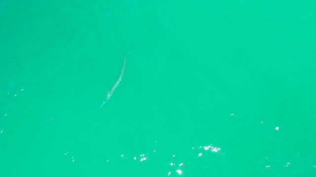 DREAMS LOS CABOS BCS MEXICO-2021: Long Fish Swimming in Clear Turquoise Water From Above