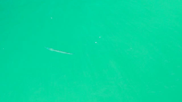 DREAMS LOS CABOS BCS MEXICO-2021: A Long Fish Glides Through Clear Turquoise Water