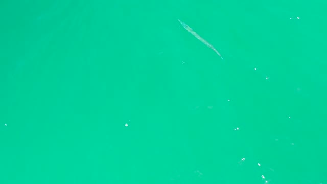 DREAMS LOS CABOS BCS MEXICO-2021: Fish Swimming in Turquoise Water