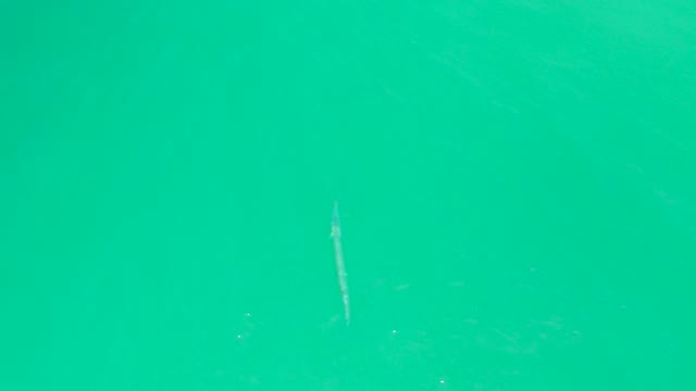 DREAMS LOS CABOS BCS MEXICO-2021: Elongated Fish Swimming in Clear Turquoise Water