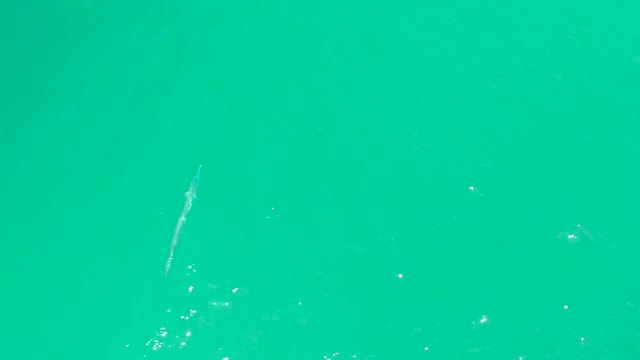 DREAMS LOS CABOS BCS MEXICO-2021: Long Fish Swimming in Turquoise Water From Above
