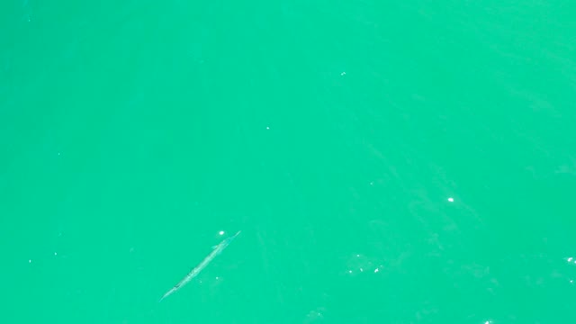 DREAMS LOS CABOS BCS MEXICO-2021: Long Fish Swimming in Clear Turquoise Water