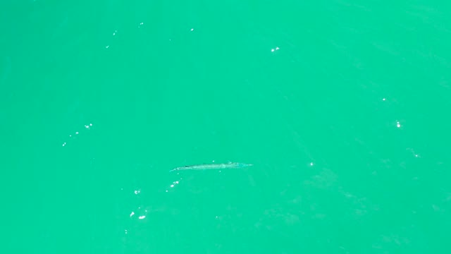 DREAMS LOS CABOS BCS MEXICO-2021: Needlefish Gliding Through Clear Turquoise Water