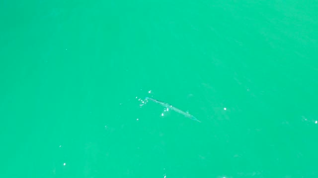 DREAMS LOS CABOS BCS MEXICO-2021: A Long Fish Swimming in Clear Turquoise Water