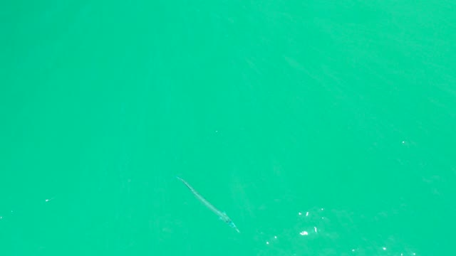 DREAMS LOS CABOS BCS MEXICO-2021: A Fish Swims Through Clear Turquoise Water