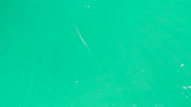 DREAMS LOS CABOS BCS MEXICO-2021: A Small Fish Swimming in Clear Turquoise Water