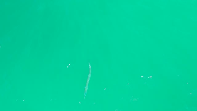 DREAMS LOS CABOS BCS MEXICO-2021: Overhead View of a Long Fish Swimming in Turquoise Water