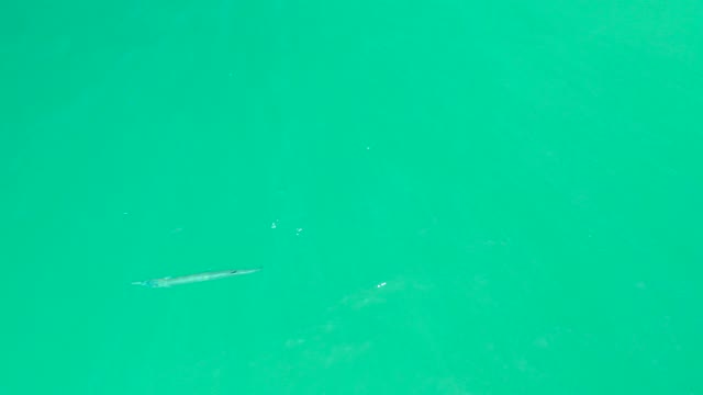DREAMS LOS CABOS BCS MEXICO-2021: Small Fish Swimming in Clear Turquoise Water