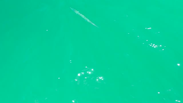 DREAMS LOS CABOS BCS MEXICO-2021: Long Slender Fish Swimming in Turquoise Water