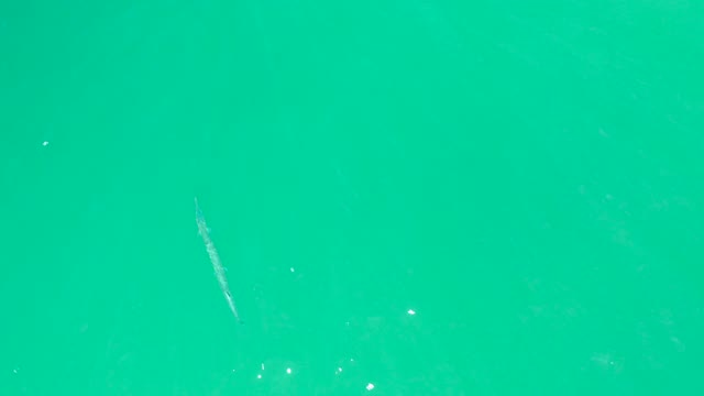 DREAMS LOS CABOS BCS MEXICO-2021: Fish Swimming in Clear Turquoise Water