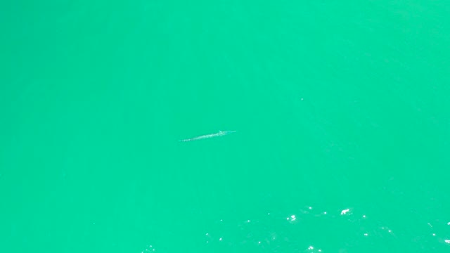 DREAMS LOS CABOS BCS MEXICO-2021: Small Fish Gliding Through Clear Turquoise Water