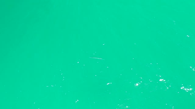 DREAMS LOS CABOS BCS MEXICO-2021: Small Fish Swimming in Clear Turquoise Water