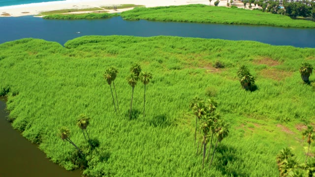 SAN JOSE DEL CABO BCS MEXICO-2021: Lush Green Marsh with Waterways and Palm Trees