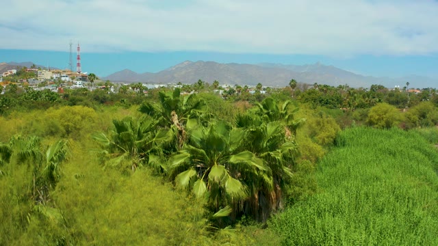 SAN JOSE DEL CABO BCS MEXICO-2021: Palm Trees and Lush Greenery Along a Path