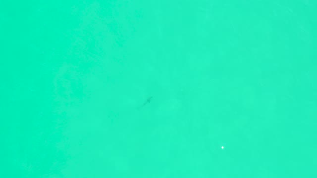 MARQUIS LOS CABOS BCS MEXICO-2021: Overhead View of Fish Swimming in Turquoise Water