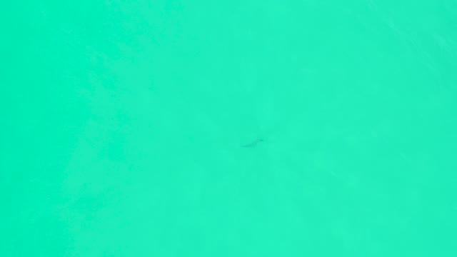 MARQUIS LOS CABOS BCS MEXICO-2021: Shark Swimming in Clear Turquoise Waters