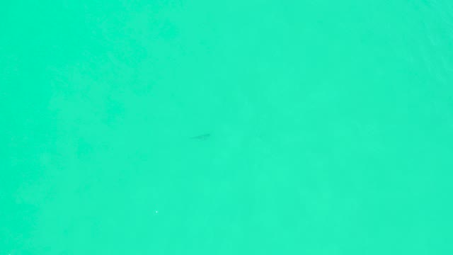 MARQUIS LOS CABOS BCS MEXICO-2021: Small Fish Swimming in Clear Turquoise Water
