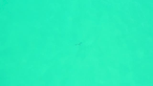 MARQUIS LOS CABOS BCS MEXICO-2021: Small Fish Swimming Through Clear Turquoise Water
