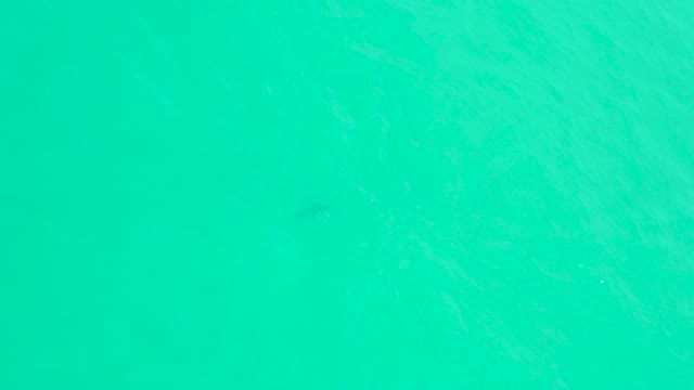 MARQUIS LOS CABOS BCS MEXICO-2021: Fish Swimming in Clear Turquoise Ocean Water