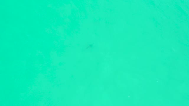MARQUIS LOS CABOS BCS MEXICO-2021: Overhead View of Fish Swimming in Clear Turquoise Water