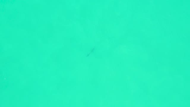 MARQUIS LOS CABOS BCS MEXICO-2021: Small Fish Swimming in Clear Turquoise Water
